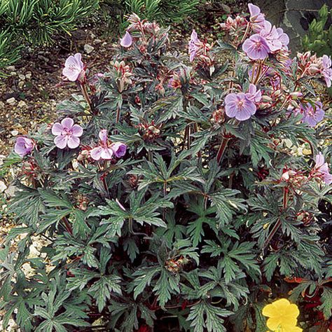 Meadow cranesbill - FineGardening Meadow Cranesbill, Geranium Pratense, Cranesbill Geranium, Deer Resistant Plants, List Of Flowers, Blooming Trees, Plant Guide, Fine Gardening, Plant Information