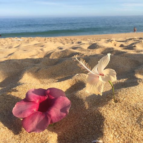 Coconut Girl, Beach Aesthetic, Beach Vibes, The Sand, Pink Flower, Summer Aesthetic, Pretty Flowers, Summer 2024, My Aesthetic