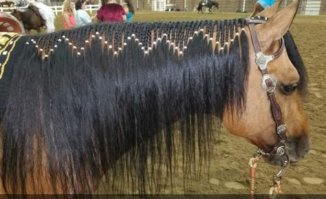 Western Pleasure Aesthetic, Horse Hair Styles, Horse Hairstyles, Mane Braids, Horse Mane Braids, Horse Braids, Horse Hair Braiding, Horse Farm Ideas, Horse Braiding