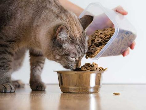 5 Things That Could Help Prevent Cat Food Recalls Today Comic Challenge, Kitten Biting, Cat Food Dish, Cat Food Recipes, Healthy Cat Food, Natural Cat Food, Homemade Cat Food, Food For Cats, Cats Food