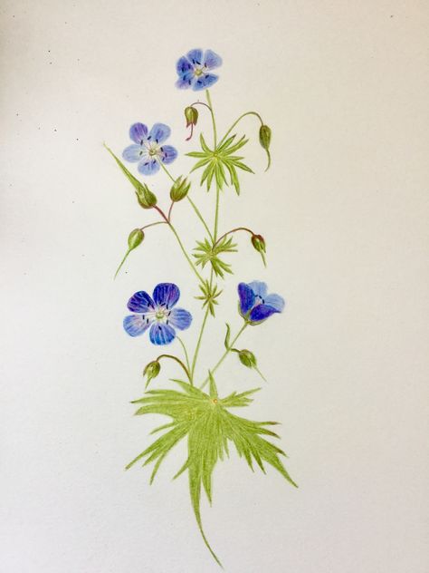 Meadow Cranesbill   Colour pencil 2018 Meadow Cranesbill, Different Media, Botanical Illustration, Colored Pencils, Plants, Art