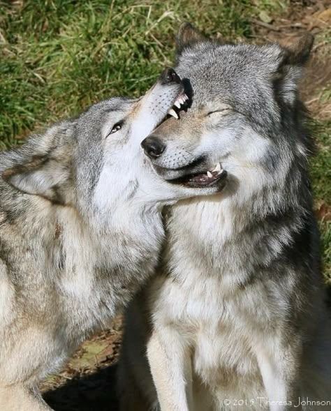 Wolves Acting Like Silly Overgrown Doggos - I Can Has Cheezburger? Wolf Dogs, Wolf Photos, Majestic Creatures, Wolf Love, Wolf Pictures, Beautiful Wolves, Animal Reference, Pretty Animals, Animal References