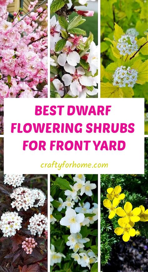 Year Around Flowers Front Yards, Low Bushes For Front Of House, Landscape Design Front Of House Foundation Planting, Short Bushes In Front Of House, Small Flowerbeds Front Of House, Front Yard Window Landscaping Ideas, Adding Parking To Front Yard, Short Landscape Plants, Tall Flowering Shrubs