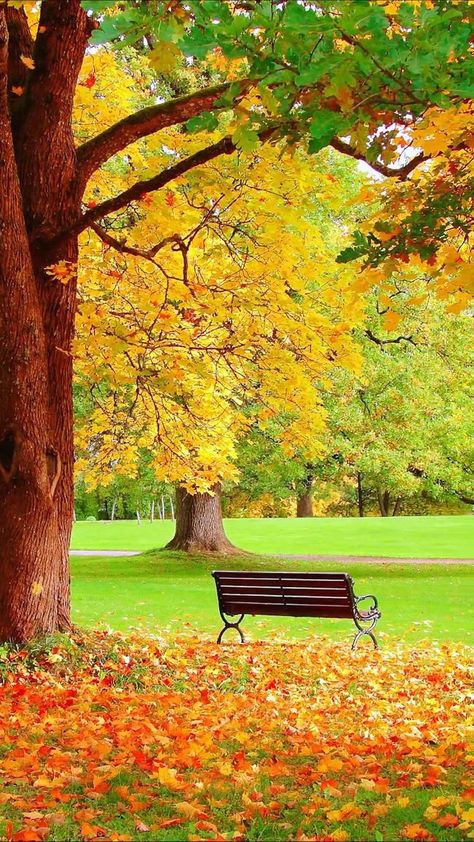 Autumn wallpaper in 2022 | Beautiful scenery nature, Amazing nature photography, Nature photography Image Nature, Amazing Nature Photography, मोबाइल वॉलपेपर, Waterfall Photography, Amazing Nature Photos, Autumn Scenery, Beautiful Images Nature, Beautiful Locations Nature, Beautiful Landscape Wallpaper