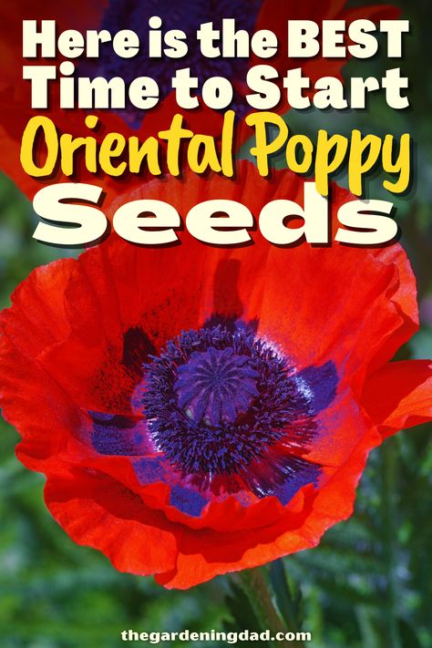 Do you want to try growing your own Oriental Poppy seeds? This link will go over the best ways to get your seeds started. #Thegardeningdad #orientalpoppy #Flowers When To Plant Poppy Seeds, Poppy Companion Plants, Planting Poppy Seeds, Poppy Flower Seeds, Growing Poppies, Planting Poppies, Flowers From Seed, Grow Garden, Poppy Flowers