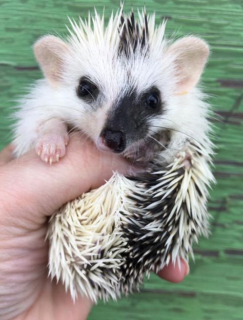 Split colours Baby Hedgehogs, Hedgehog Food, Hedgehog Cage, Pet Hedgehog, Pygmy Hedgehog, Hedgehog Pet, Baby Hedgehog, A Hedgehog, Nutritious Diet