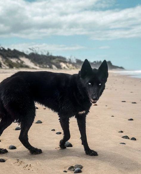 Black Wolfdog, Black Siberian Husky, Big Fluffy Dogs, Siberian Husky Mix, Scary Dogs, Dog Mixes, Husky Mix, Pretty Dogs, Fluffy Dogs