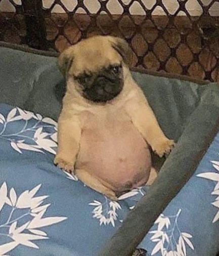 Cute Pug Puppies, Fat Dogs, Goofy Dog, Baby Pugs, Cute Small Animals, Very Cute Dogs, Cute Little Puppies, Pug Puppies, Pugs Funny