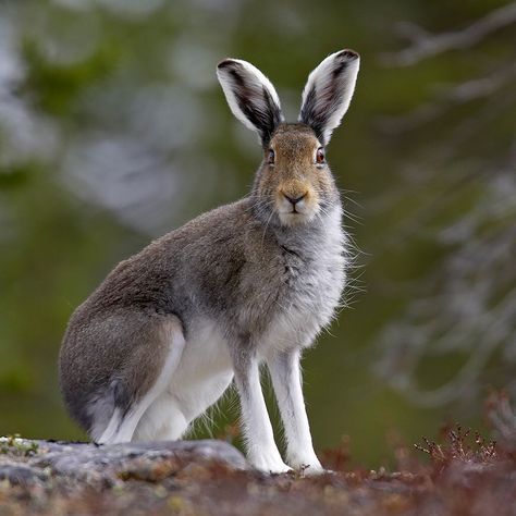 Arctic Hare in Finnish taiga forest. Taiga Forest, Finland Lapland, Arctic Hare, Forest Habitat, Watership Down, Wild Creatures, Arctic Animals, Wild Nature, Elle Fanning