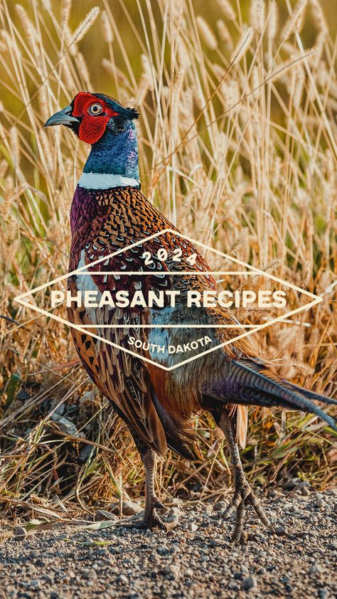 Ready to cook up something wild? Check out these mouthwatering pheasant recipes, perfect for your next feast! Whether you're a seasoned hunter or just love trying new dishes, South Dakota's iconic pheasant is a must. Get inspired and bring a taste of the outdoors to your table! Pheasant Stir Fry Recipes, Whole Pheasant Recipes, How To Cook Pheasant, Raising Pheasants, Roast Pheasant, Pheasant Shooting, Pheasant Recipes, Greek Orzo Salad, Chipotle Ranch