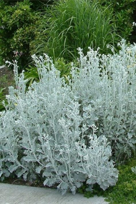 Dusty Miller Plant, Silver Plants, Deer Resistant Annuals, Perennial Border, Dusty Miller, Moon Garden, Plant Spacing, Bedding Plants, Types Of Soil