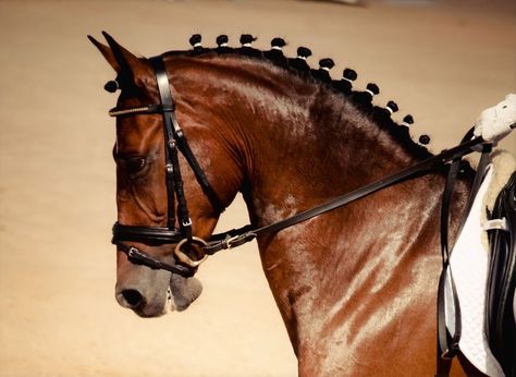 Horse Show Braider - An Equine Career Horse Braids Mane, Horse Show Hairstyles, Equestrian Hairstyles, Horse Hair Styles, Horse Hairstyles, Horse Mane Braids, Horse Braids, Braid Hairstyle Ideas, Horse Braiding