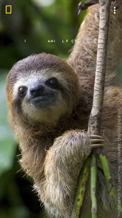 Sloth Reference, Sloth Photography, Sloth Side View, Sloth Reference Photo, Sloth Photos, Cute Sloth Pictures, Sloth Meme, Sloth Memes Funny, Realistic Animal Drawings