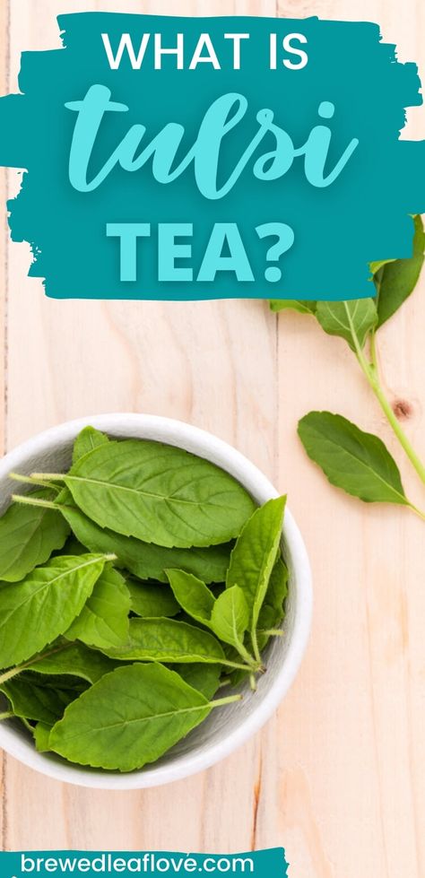 What is tulsi tea and is it good for you? Find out how to make this ancient tea and discover the health benefits of this popular Ayurvedic remedy. Benefits Of Tulsi Tea, Tulsi Tea Recipe, Holy Basil Tea Benefits, Basil Tea Benefits, Tulsi Tea Benefits, Loose Tea Recipes, Holy Basil Benefits, Homemade Tea Bags, Damiana Tea