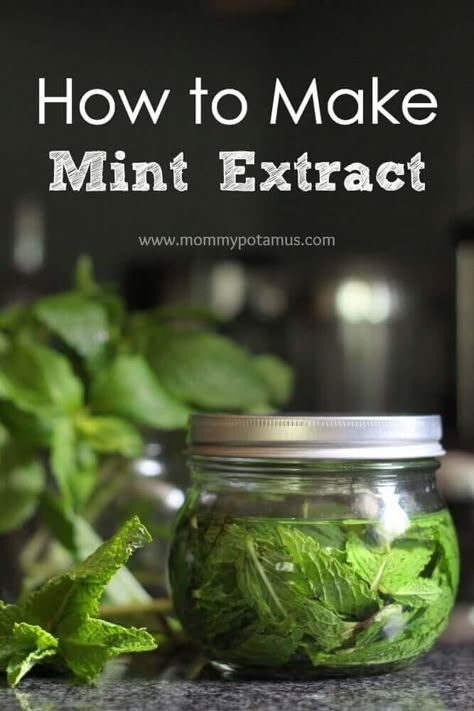 Spearmint Tincture Diy, Mommypotamus Recipes, Mint Extract Recipe, Chocolate Pudding Ice Cream, Chocolate Mint Recipes, Chocolate Mint Plant, Diy Extracts, Mint Plant, Pudding Ice Cream