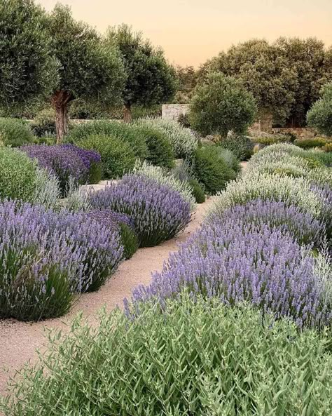 Mediterranean Garden Design, Minnesota Landscaping, Mediterranean Gardens, Mediterranean Landscaping, California Garden, Dry Garden, Lavender Garden, Italian Garden, Garden Inspo