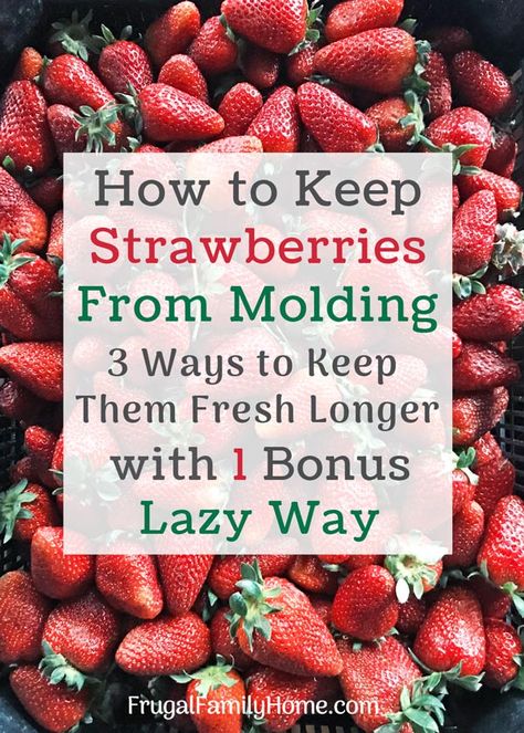 How to keep your strawberries fresh longer, These 3 easy ways can keeps your strawberries fresh twice as long. Plus a bonus lazy way to keep them fresh in the refrigerator longer. #keepstrawberriesfresh #storingfreshstrawberries Keep Strawberries Fresh, Store Strawberries, How To Store Strawberries, Storing Fruit, Storing Vegetables, Fruit And Vegetable Storage, Vegetable Storage, Fruit Storage, Storage Tips