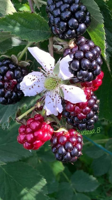 Blackberry Flower, Blackberry Tree, Berries Photography, Blackberry Plants, Video Nature, Fruit Photography, Beautiful Fruits, Fruit Painting, Weird Food