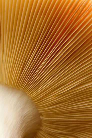 Underneath of a Mushroom. Again another example of linear patterns created in nature that I think would work well when interpreted on material. I particularly like the uniformity of this pattern. Mushroom Underside, Foto Macro, Natural Structures, Texture Inspiration, Mushroom Fungi, Close Up Photography, Organic Design, Mellow Yellow, Patterns In Nature