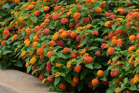 Houston Landscaping, Lantana Flower, Lantana Plant, Lantana Camara, Front Yard Plants, Roof Garden Design, Container Gardening Flowers, Small Shrubs, Cottage Garden Plants