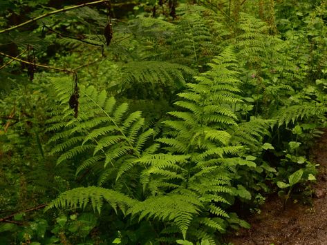 Native Plant Highlight: Lady Fern - Backyard Habitats Fern Backyard, Fern Aesthetic, Lady Fern, Succession Planting, Portland City, Small Shrubs, Border Plants, Sleeve Ideas, Plant List