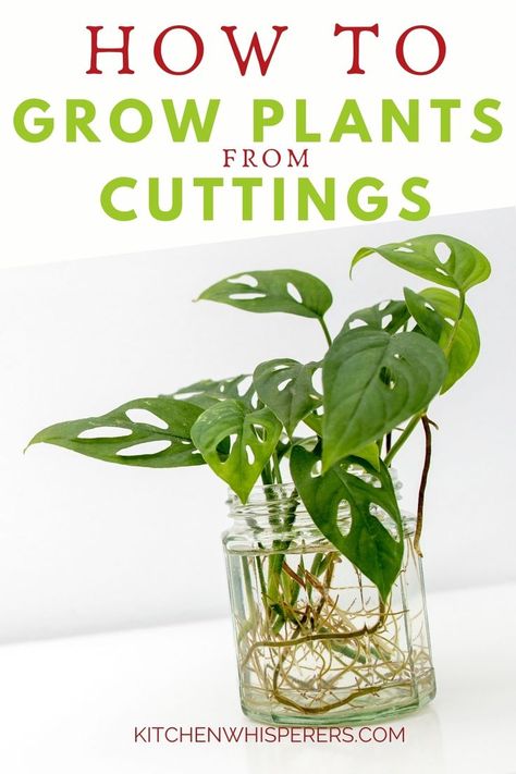 How To Take Cuttings From Plants, How To Grow Cuttings From Plants, Plants That Grow From Cuttings, Planting Propagated Plants, How To Propagate Money Plant, Wine Bottle Propagation, Growing Plants From Cuttings, Easy Plant Propagation, Plant Clippings In Water