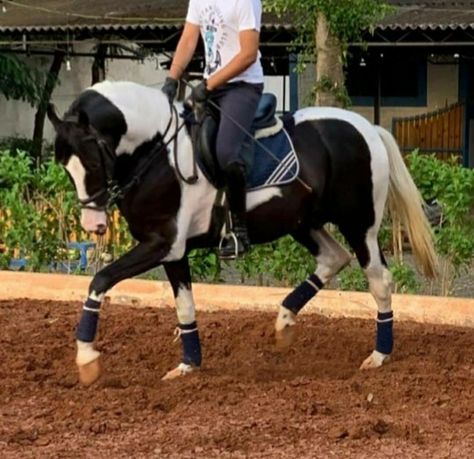 Horse Coats, Thoroughbred, Stables, Alexander, Horses, Animals, Black