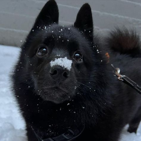 Schipperke Puppies, Cute Black Dog, Black Dogs Breeds, Pet Wolf, Schipperke Dog, Puppy Black, Czechoslovakian Wolfdog, Black Dogs, Black Puppy