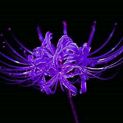 Purple Spider Lily Wallpaper, Purple Spider Lily, Evelina Core, Spider Lillies, Rare Icons, Lycoris Radiata, Vroid Studio, Lily Purple, Spider Lilies