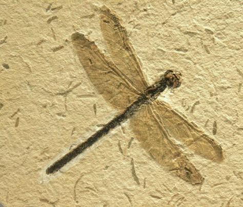 Fossil Dragonfly - Araripegomphus andreneli - fossil : 2.519" (6.4 cm) wingspan - 2.20" (5.6 cm) head & body length - matrix : 4.52" (11.5 cm) x 5.51" (14 cm) - Lower Cretaceous / Late Aptian - Cenomania : 108-92 million years ago - Crato Formation - Nova Olinda Member (older insect-bearing strata) - Ceara, Brazil Insect Fossils, Fossil Art, Rocks And Fossils, Ancient Animals, Amber Fossils, Beautiful Bugs, Dinosaur Fossils, Prehistoric Creatures, Prehistoric Animals