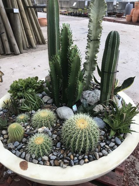 Cactus bowl Cactus Bowl Ideas, Cactus Arrangements Planters, Cactus Dish Garden, Cactus In Pots Outdoor, Cactus Arrangements Ideas, Indoor Cactus Garden, Cactus Bowl, Cactus Arrangements, Mini Cactus Garden