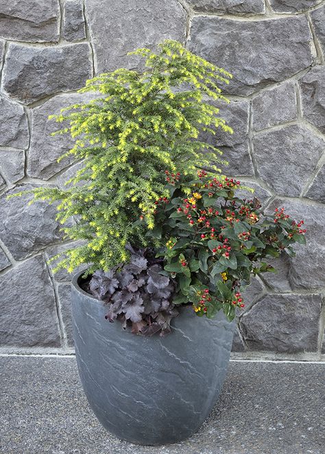 Dwarf conifers grow slowly and thrive for years in pots, then can be transferred to flourish in your garden. Get expert conifer container info, including design, plants, care, and winter tips right here. Front Door Pots Plants Entrance Winter, Front Entry Potted Plants, Potted Plants For Winter Patio, Covered Patio Plants In Pots, Evergreen In Pots Front Porches, Hardy Outdoor Potted Plants, Year Round Potted Plants Outdoor, Potted Evergreens Patio, Winter Potted Plants Front Porches