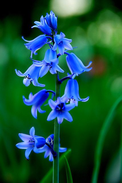 bluebells | only one of these came up | Paul Moody | Flickr Favorite Flowers, The Grass, Plants Flowers, Love Flowers, Pretty Flowers, Flowers Plants, Secret Garden, Purple Flowers, In The Garden