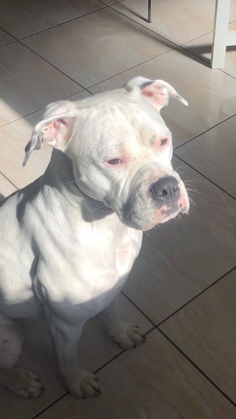 a white boxer breed dog sitting on a lightly coloured large tile floor. she is sitting in sunlight and her eyes shine! White Pitbull Terrier, All White Pitbull, Albino Pitbull, White Pitbull Puppies, White Boxer Puppies, Grey Pitbull, Pitbull Boxer Mix, White Boxer Dogs, White Pitbull