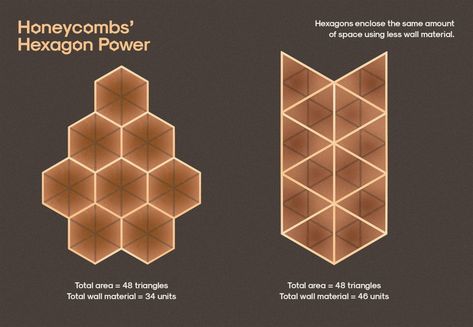 Honeycomb Structure Is Space-efficient and Strong — Biological Strategy — AskNature Bee Hive Structure, Hexagonal Architecture, Biomimicry Examples, Honey Bees Keeping, Internship Report, Best Surfboards, Architecture Design Presentation, Honeycomb Structure, Bee Free