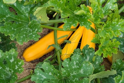 Crookneck squash is a delightful summer treat that any gardener can grow at home if the taste of homegrown squash is preferred. They're easy to grow and delicious. Sauteed Yellow Squash, Yellow Crookneck Squash, Crookneck Squash, Pattypan Squash, Yellow Zucchini, Squash Bugs, Squash Plant, Squash Varieties, Vegetable Plate