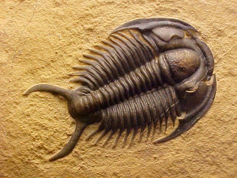 Stone Wall Art, Terracotta Warriors, Biomechanical Tattoo, Rocks And Fossils, Trilobite Fossil, Amber Fossils, Paleo Art, Utah Usa, Extinct Animals