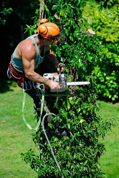 Tree surgeon Arborist Climbing Trees, Arborist Climbing, Tree Surgeons, Climbing Trees, Alpharetta Georgia, Tree Climbing, Pole Saw, Tree Removal, Trees Forest