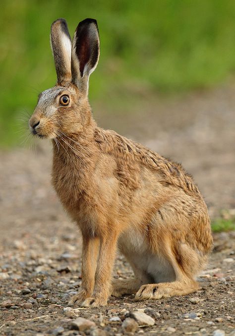 Brown Hare sitting in evening light Lepus europaeus | Mike Rae Hare Pictures, Wild Hare, Arte Doodle, British Wildlife, Animal Reference, Rabbit Art, Animal References, Woodland Creatures, Animal Sculptures