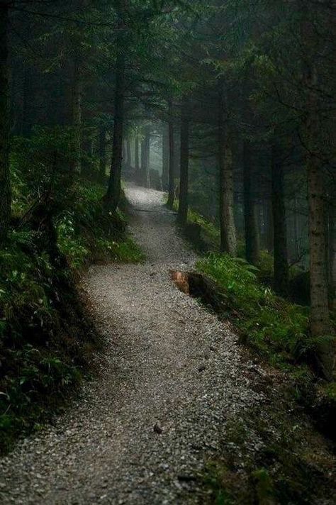 Landscaping Around Trees, Dark Naturalism, Forest Path, Walk In The Woods, Nature Aesthetic, Magical Places, Nature Travel, Amazing Nature, Nature Photos