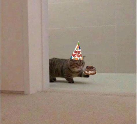 Silly Happy Birthday, Cat Birthday Funny, Bd Design, Happy Birthday Illustration, Happy Birthday Cat, Birthday Illustration, Great Memes, Happy Birthday Meme, Happy Birthday Pictures