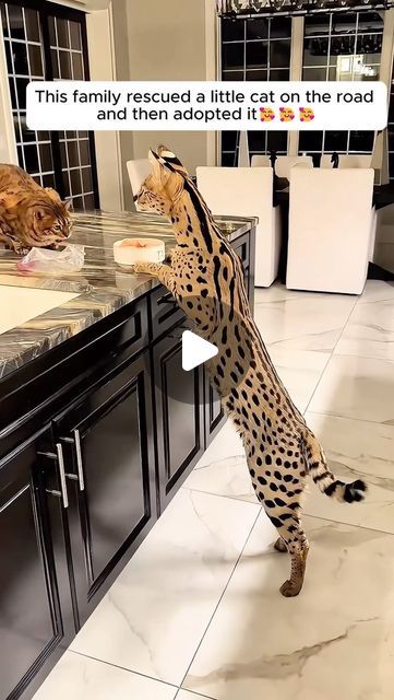 Cat Tiktok, Serval Cat, Katt Diy, Serval Cats, Cute Cat Memes, Amazing Animal Pictures, Exotic Cats, Savannah Cat, Little Cat