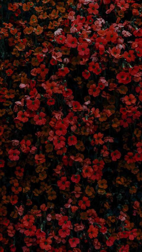 Red Nature Aesthetic Wallpaper, Dark Fall Flowers, 2480 X 520 Wallpapers, Red Flowers Wallpaper Backgrounds, Red Landscape Wallpaper, Phone Backgrounds Red, Flowers Red Aesthetic, Dark Flower Aesthetic, Fall Flowers Wallpaper