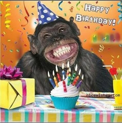 Happy Birthday BARB! Happy Birthday Animals, Arte Jazz, Funny Happy Birthday Images, Birthday Animals, Funny Happy Birthday Song, Funny Happy Birthday Wishes, Monkey Birthday, Happy Birthday Friend, Birthday Memes