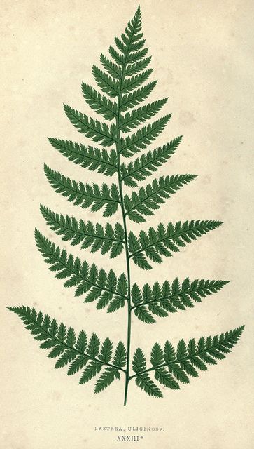 Fern Tattoo, Illustration Botanique, Fern Leaf, Flowers Tattoo, Vintage Botanical Prints, Plant Drawing, Trendy Flowers, Scientific Illustration, Illustration Vintage