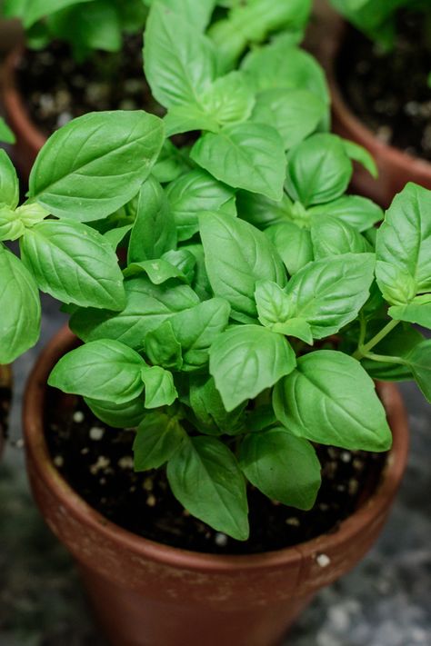 Basil Plants In Pots, How To Grow Basil In A Pot, How To Grow Basil, Growing Basil Outdoors, Basil In Pots, Basil Pot, Basil Plant Care, Basil Plant Indoors, Potted Basil