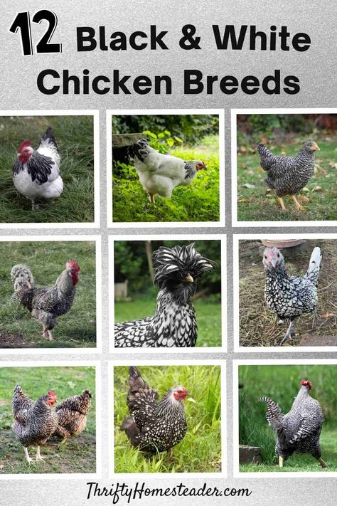 Americana Chickens Hens, White Chicken Breeds, Polish Chickens Breed, Americana Chickens, Black And White Chicken, Maran Chickens, Chicken Math, Raising Chickens For Beginners, Black And White Chickens