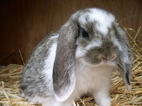 floppy eared rabbit Pet Reference, Holland Lop Bunnies, Lop Bunny, Lop Rabbit, Floppy Eared Bunny, Fluffy Things, Pet Spa, Holland Lop, Love Bunnies