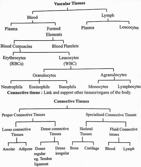 Class 11 Biology Notes Animal Tissue, Biology Notes For Neet, Class 10 Biology Notes Chapter 1, Structural Organization In Animals Notes, Neet Exam Notes Biology Ncert, Ncert Biology Class 10 Notes, Class 11 Biology Notes Chapter 1, Neet Exam Notes Biology Human Physiology, Biomolecules Notes Biology Class 11 Neet