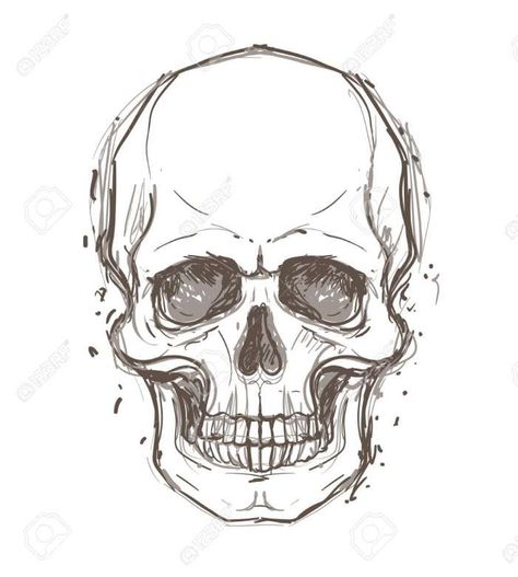 Human Skull Drawing, Skull Drawing Sketches, Tattoo Crane, Skull Reference, Skull Sketch, Skeleton Drawings, Skull Art Drawing, Skulls Drawing, Sketchbook Drawings